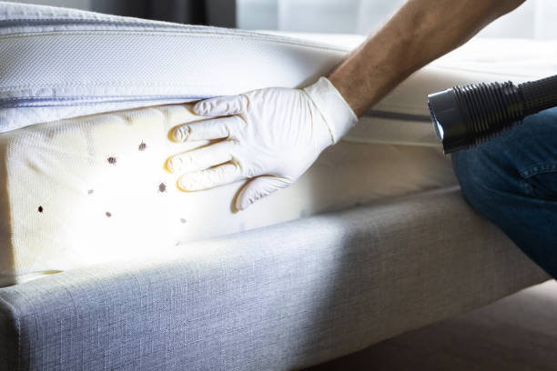 Best Flea Control Services  in East Dundee, IL