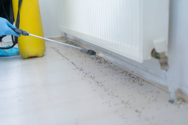 Best Wasp Removal Services  in East Dundee, IL